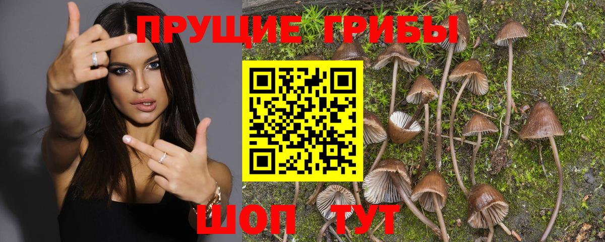 Галлюциногенные грибы GOLDEN TEACHER Старый Оскол